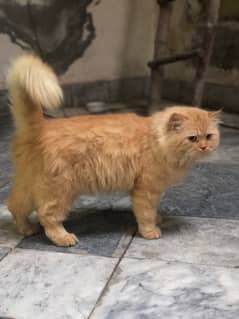 male persian cat