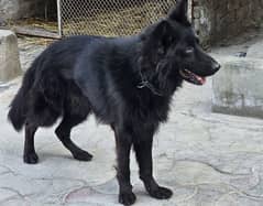 black long coat german shepherd