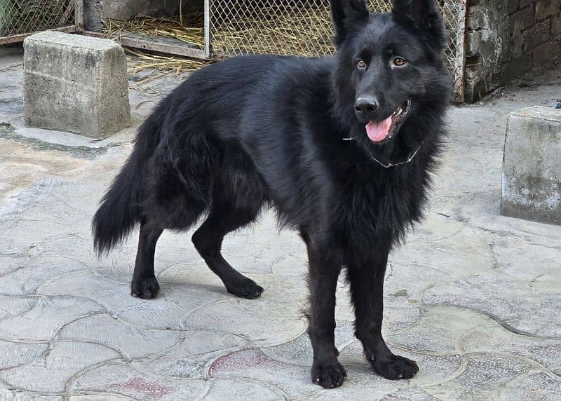 black long coat german shepherd 1