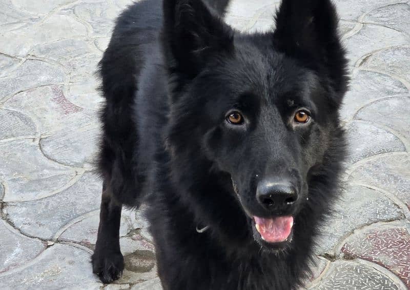 black long coat german shepherd 2