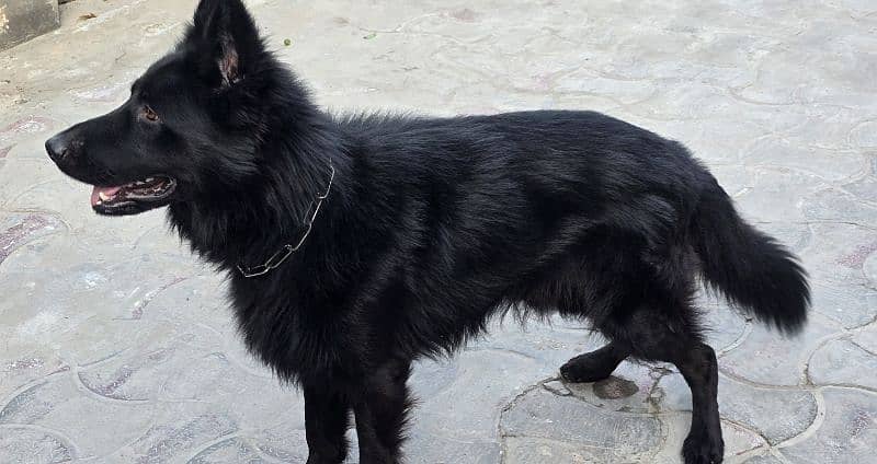 black long coat german shepherd 3