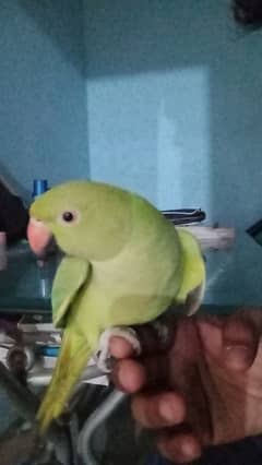 baby ringneck parrot hand tame parrot