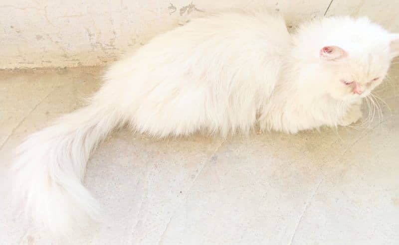 white persian cat with blue eyes 0