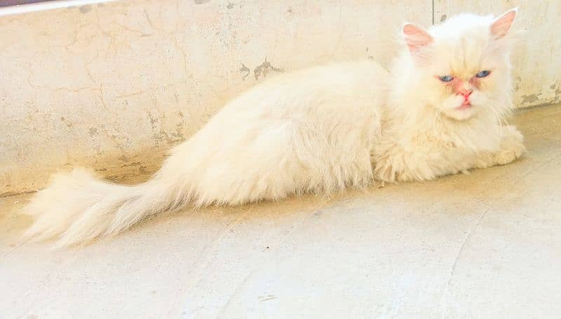 white persian cat with blue eyes 1