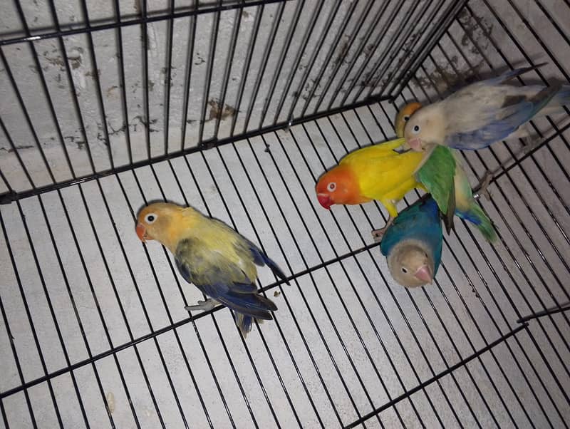 Quality birds for sale 0