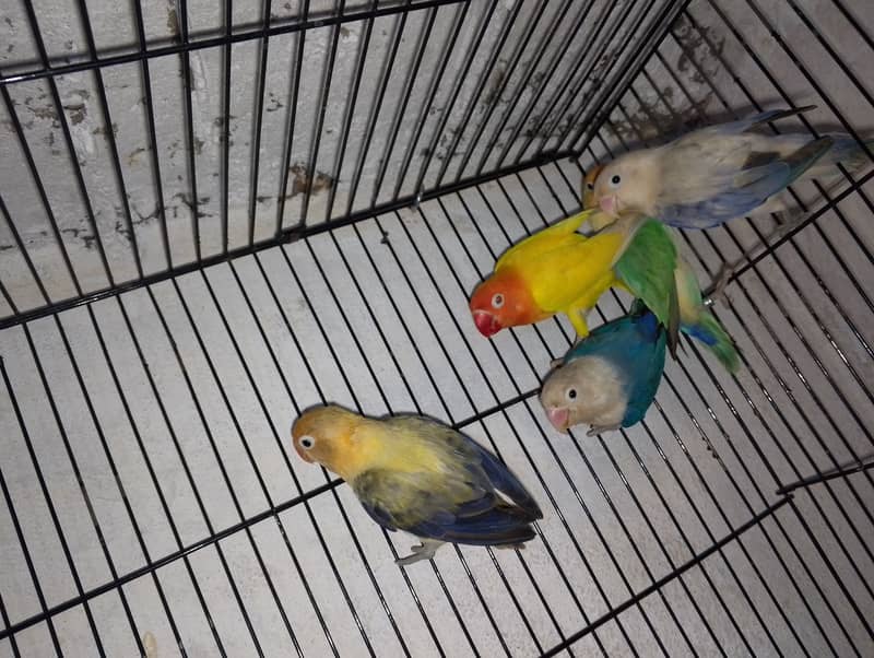 Quality birds for sale 1