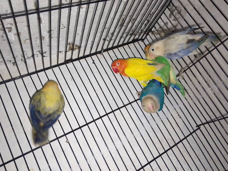 Quality birds for sale 2