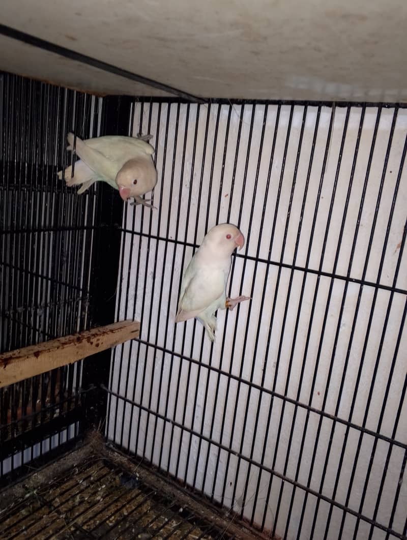 Quality birds for sale 3