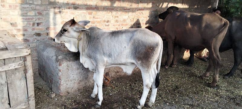 Seller of cows bufflow goats 0