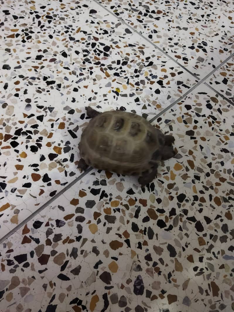 Turtle for sale 1