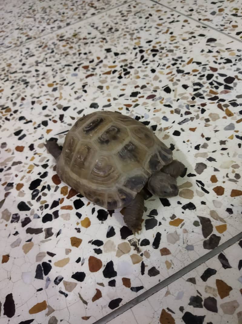 Turtle for sale 2