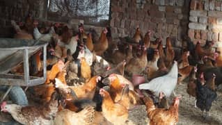 Golden Misri hen|Egg laying murgi/desi /مرغیاں/chicks/desi pathi