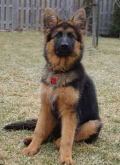 Male Shepherd for sale son of  Pink pedigree import  German