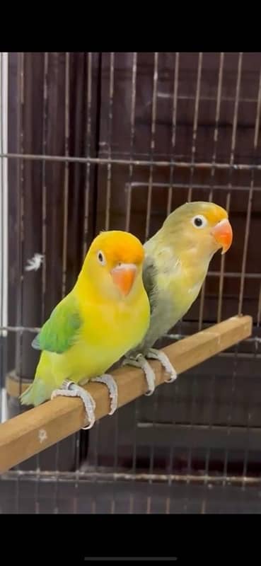 Parblge euving opaline male X Parblue fisher female 0