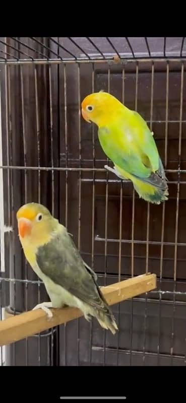 Parblge euving opaline male X Parblue fisher female 1