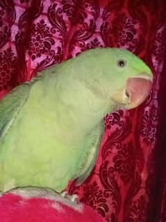 Kashmiri Raw parrot Chick For Sale