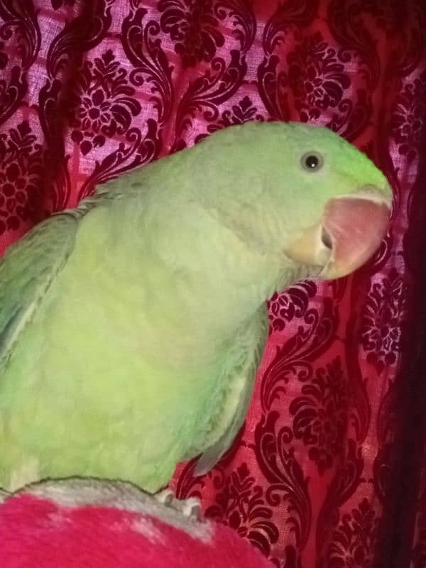 Kashmiri Raw parrot Chick For Sale 0