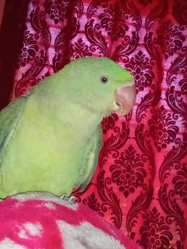 Kashmiri Raw parrot Chick For Sale 2