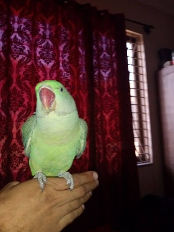 Kashmiri Raw parrot Chick For Sale 3