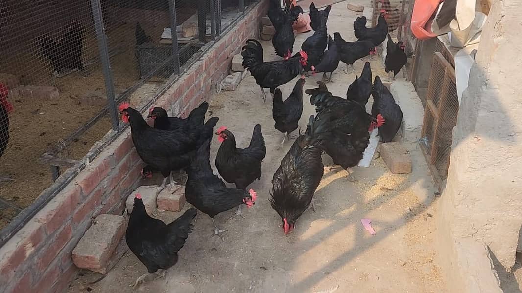 Australorp  egg starter 1male and 3 female 0