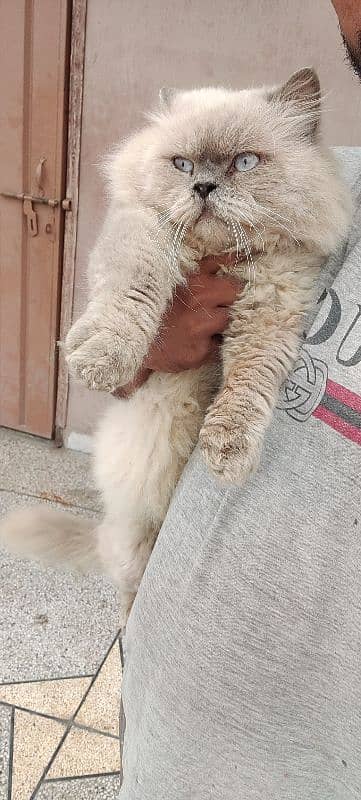 Persian Male for sale 1