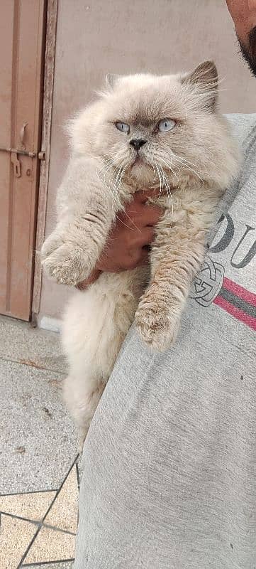 Persian Male for sale 6