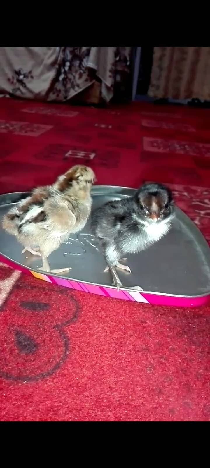 Hera Aseel or Sindhi Lakha Aseel ka chicks for sale 3