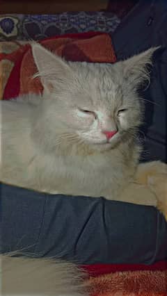 Persian Cat For Sale