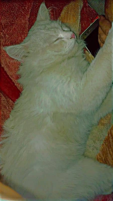 Persian Cat For Sale 2