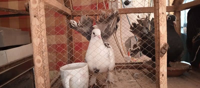 Pigeon sale 0