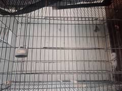 birds cage