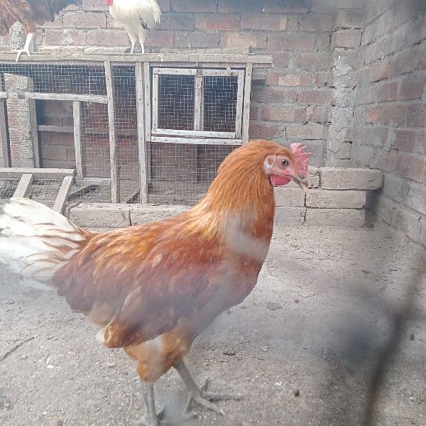 Egg laying Desi hens & Breeder male 1