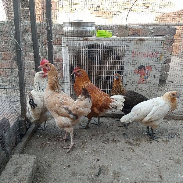 Egg laying Desi hens & Breeder male 2