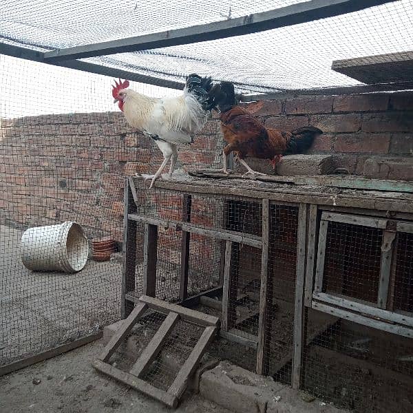 Egg laying Desi hens & Breeder male 4