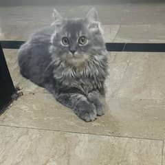 Persian Female Cat