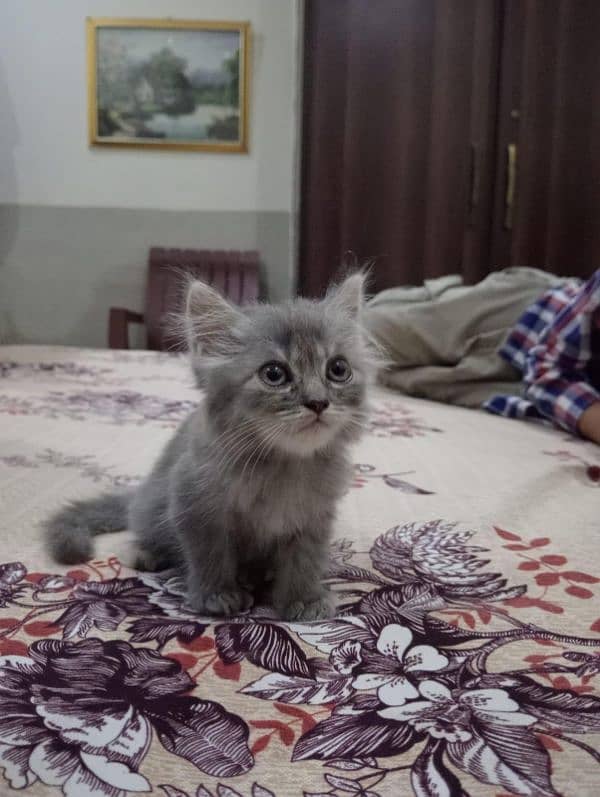 Persian Female Cat 1