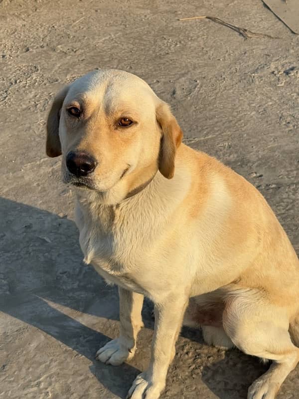 Labrador 1