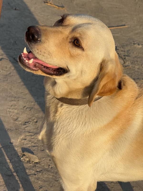 Labrador 4