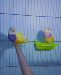 Golden finch Bredar Pair for sale