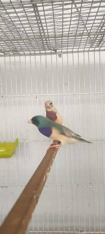 Golden finch Bredar Pair for sale 2