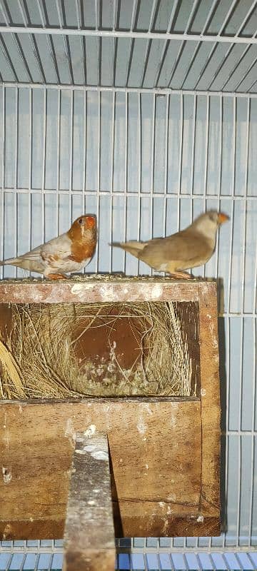 Golden finch Bredar Pair for sale 3