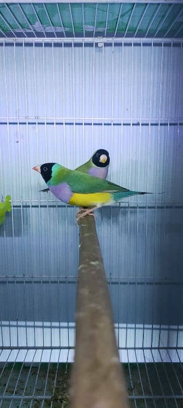 Golden finch Bredar Pair for sale 4