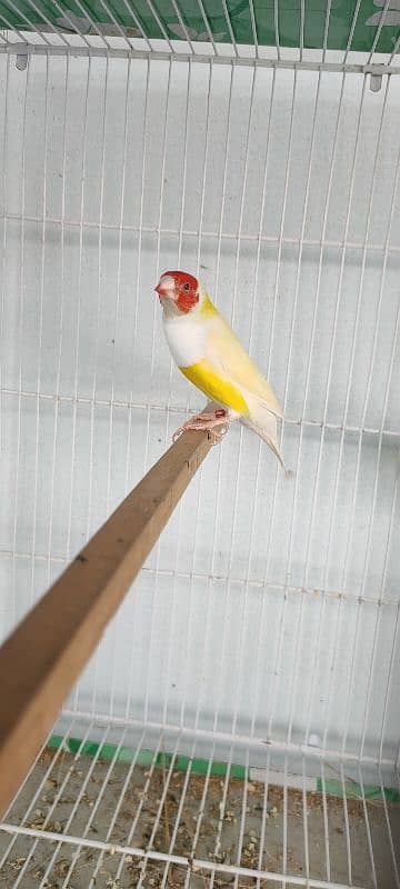 Golden finch Bredar Pair for sale 6