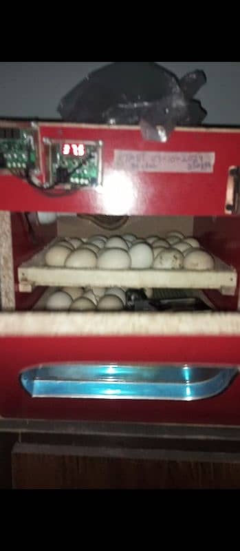 AC DC incubator 50 eggs manual. 0