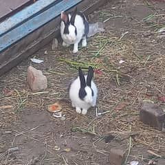 rabbits