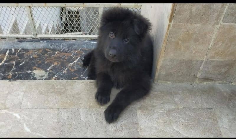 Black German shepherd pup 0