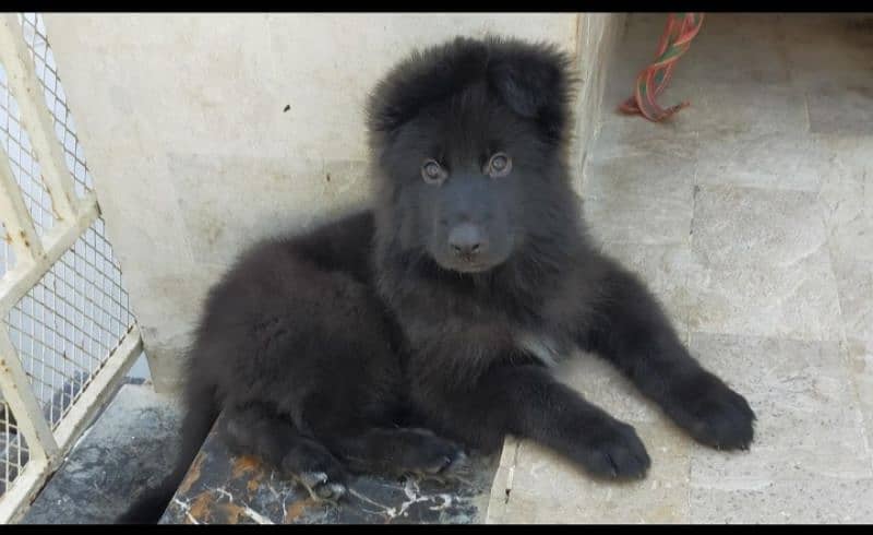 Black German shepherd pup 1