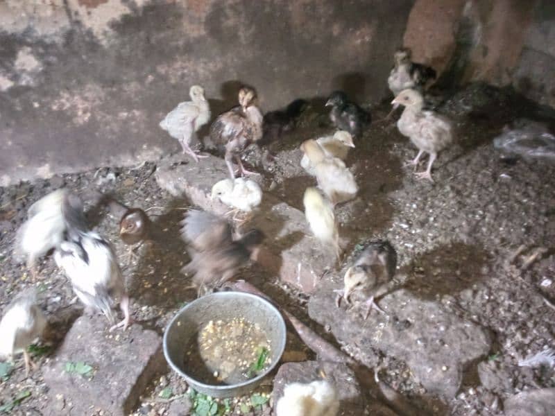 pure aseel heera and mushka chicks for sale ( only contact on WhatsApp 2