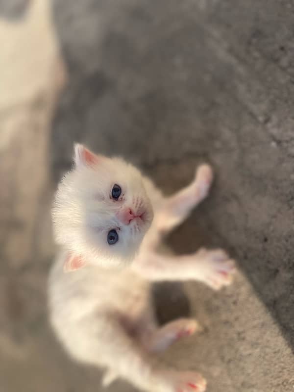 persian Cat Baby White 1