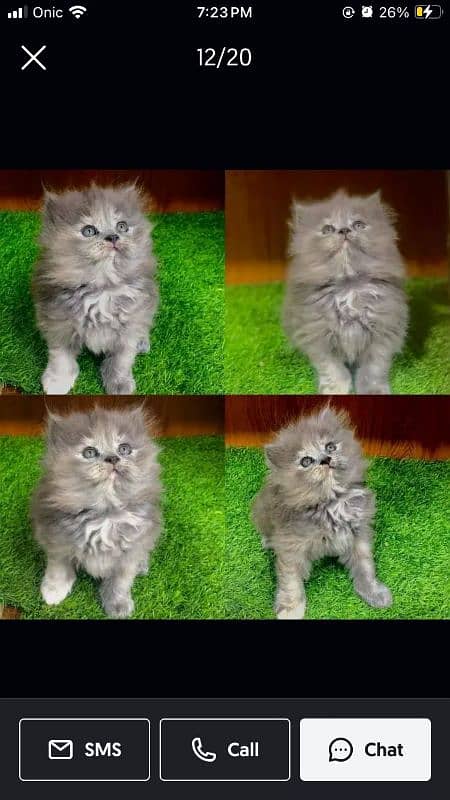 Persian Punch face triple coat cat Kitten 2